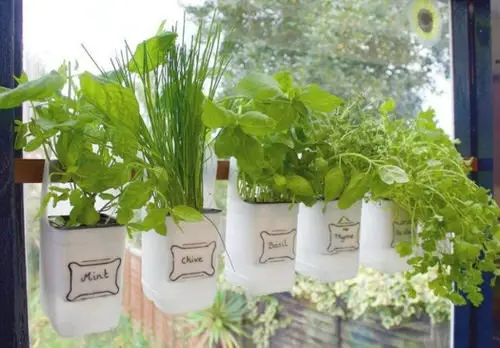 Recycled Milk Bottles Herb Garden
