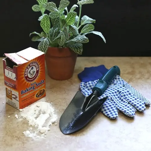 Best Homemade DIY Fungicide Recipes for Plants
