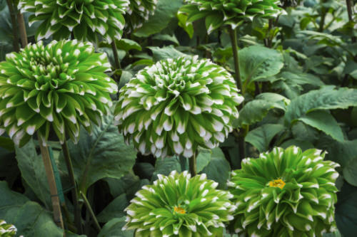top Types of Green Flowers 89