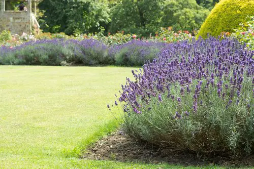 Plants That Can Withstand Deer Damage
