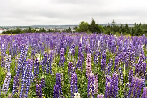 Types of Purple Flowers 12