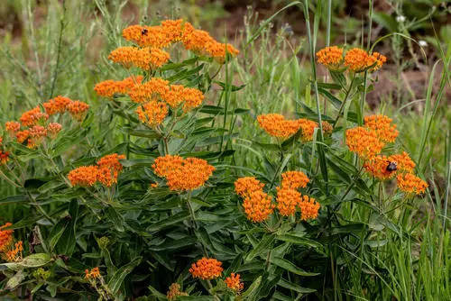 Flowers that Attract Butterflies 11