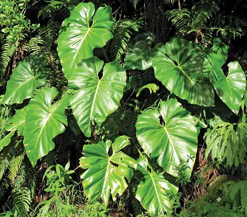 Big Leaf Outdoor Plants 12