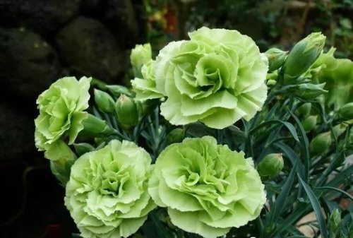 Unbeknownst to you varieties of green flowers