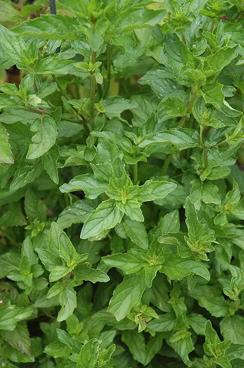 The Greatest Mint Varieties for Container 