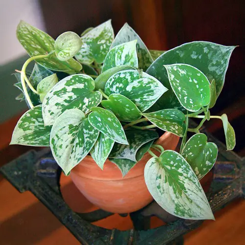 pothos varieties with white and green leaves