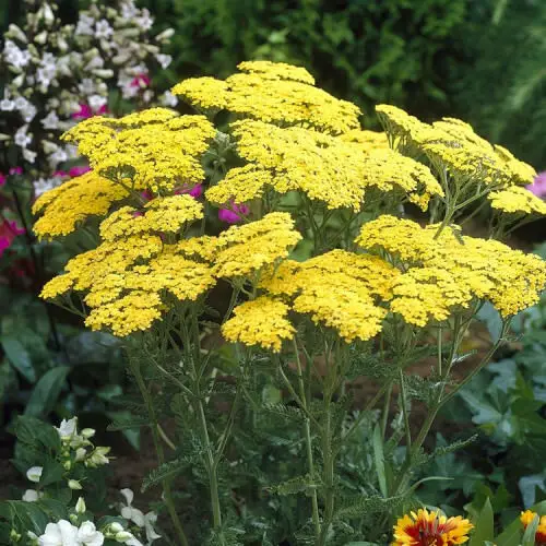 lovely Excellent Trap Plants for Aphids