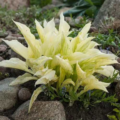 Types of Hostas 13