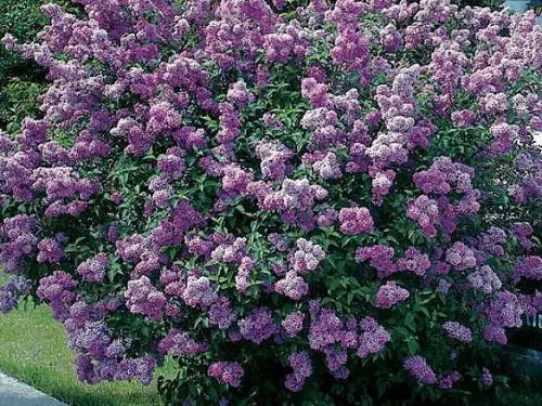 Most Stunning Types of Purple Flowers