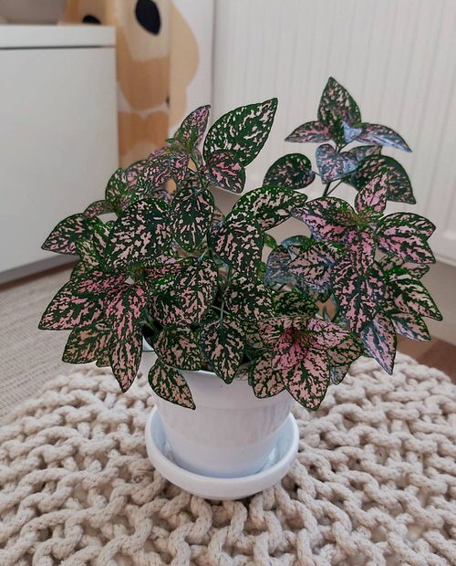 Low Light Indoor Plants Safe for Cats and Dogs - Polka Dot