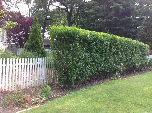 Fast Growing Privacy Shrubs 11