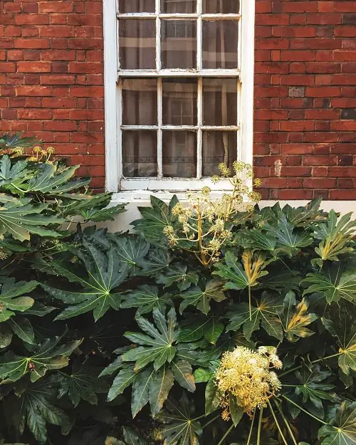 Big Leaf Outdoor Plants 15