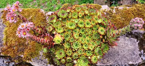 Plants That Can Withstand Deer Damage