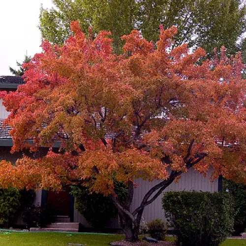 Fast Growing Privacy Shrubs 12