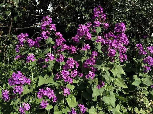 Stunning Types of Purple Flowers
