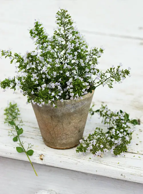 Best Types of Mint Varieties