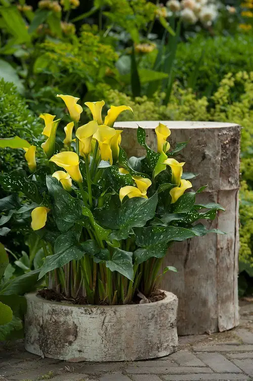 Types of Yellow Garden Flowers 