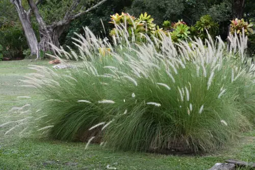Plants That Resist Deer That You Can Grow