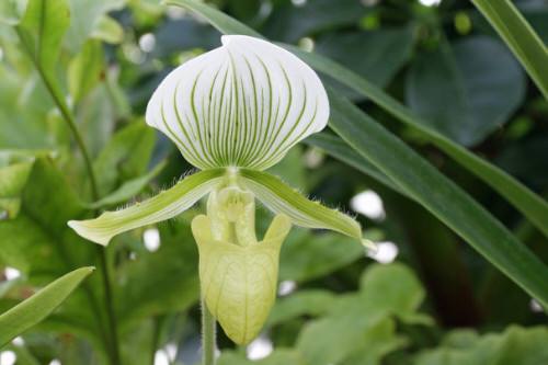Unknown varieties of green flowers 
