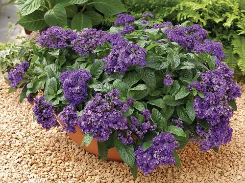 Stunning Types of Purple Flowers
