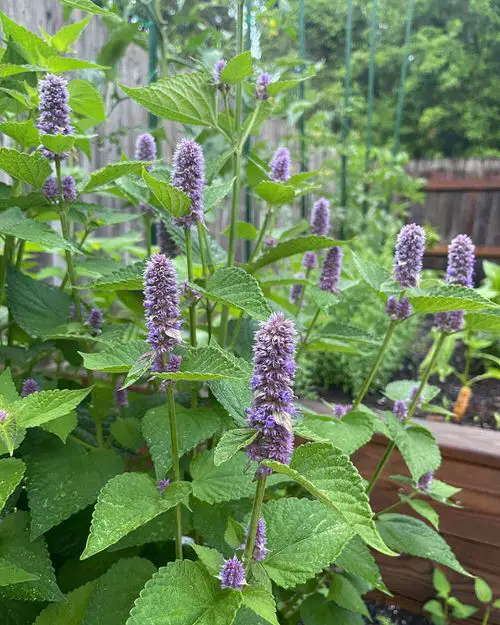 Best Types of Mint Varieties to Grow in Garden