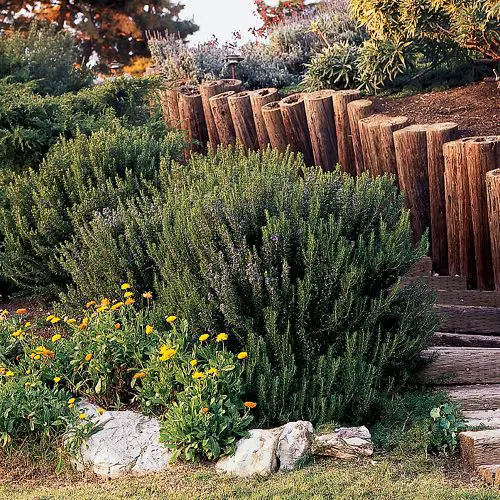 Plants That Can Withstand Deer Damage