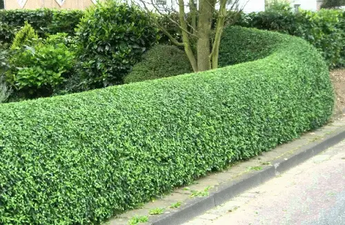 Fast Growing Privacy Shrubs 14