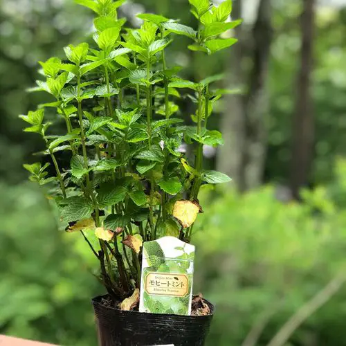 The Best Mint Varieties to Plant in Pots and Gardens