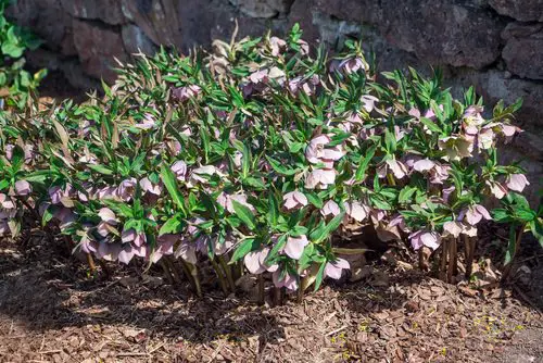 Plants You Can Grow That Resist Deer