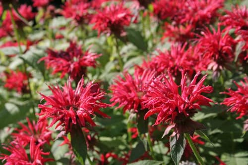 Plants That Can Resist Deer