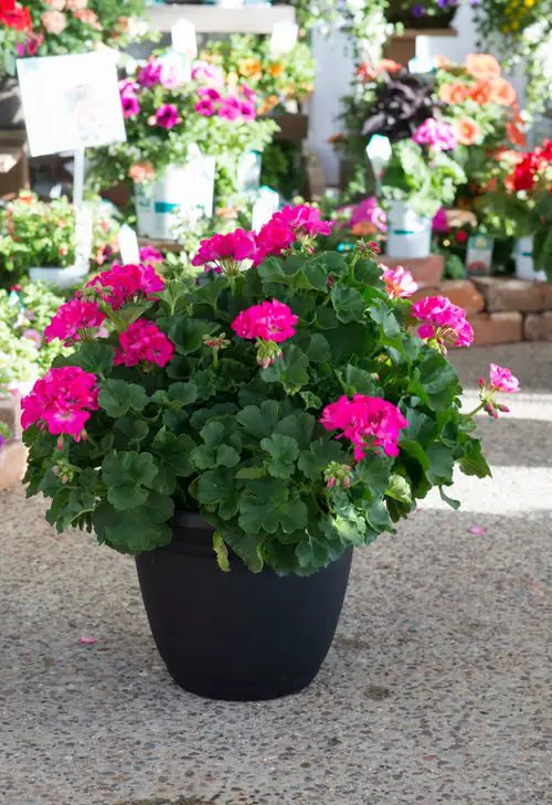 Plants That Naturally Repel Aphids 21
