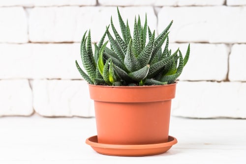 Haworthia