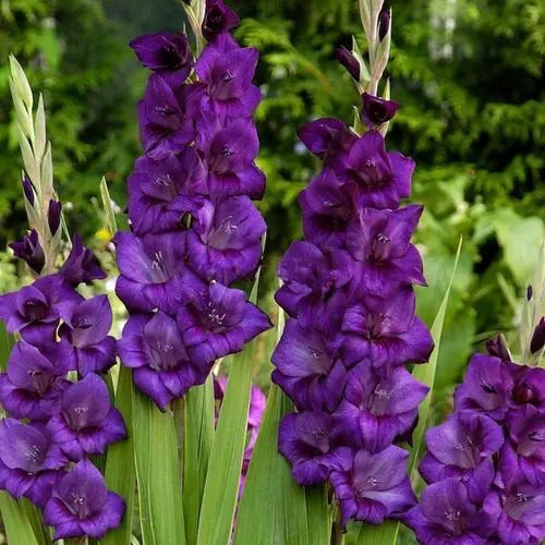 Gorgeous Varieties of Purple Flowers