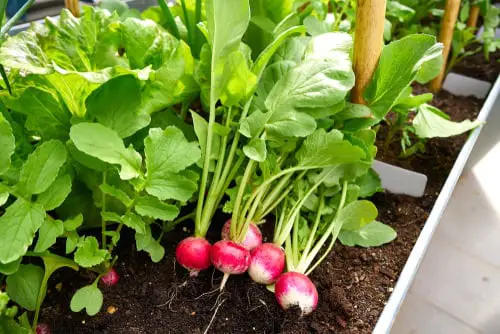 Companion Plants for Eggplants 21