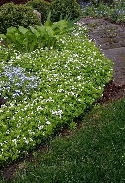Plants That Can Withstand Deer Damage