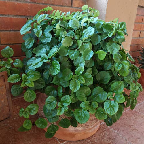 Low Light Indoor Plants Safe for Cats and Dogs - Swedish Ivy