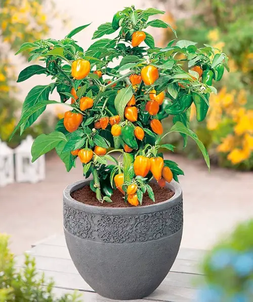 Things to Grow for Tastiest Burger Ever 2