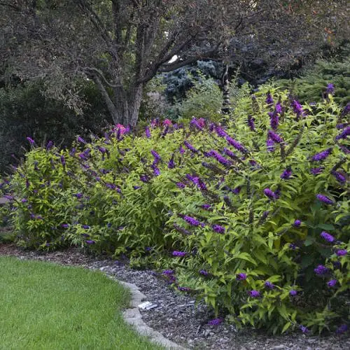 Plants You Can Grow That Resist Deer