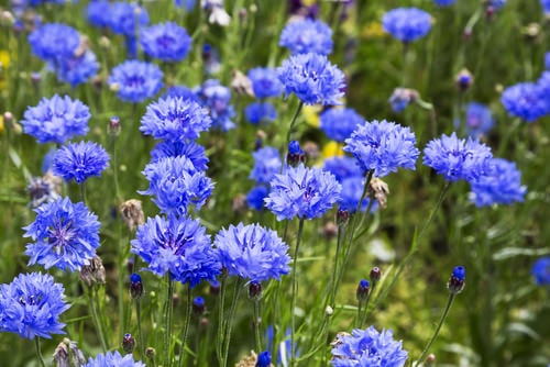 Flowers that Attract Butterflies 2