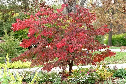 Trees With Red Flowers 2