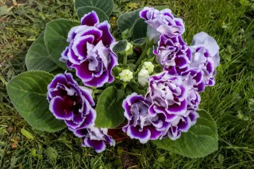 beautiful Types of Purple Flowers 