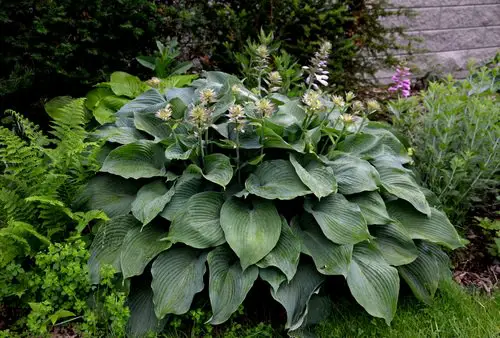 Types of Hostas 2