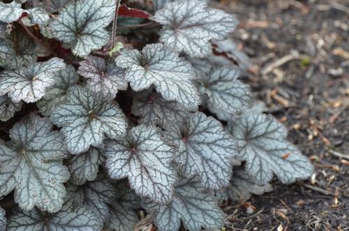 top Different Types of Heucheras