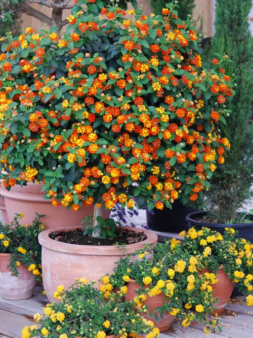 Best Flowers for Balcony Garden 2