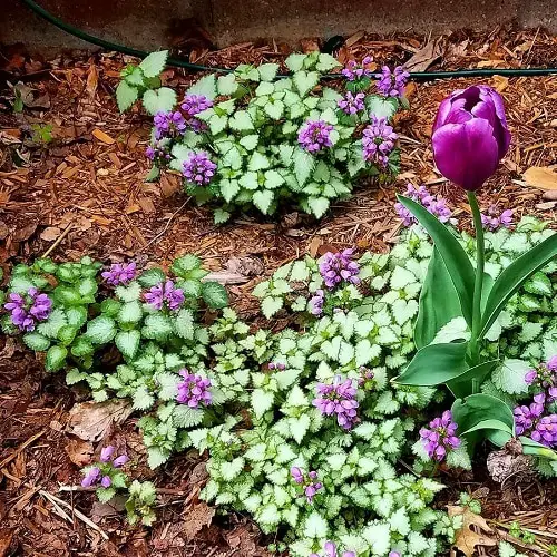 Best Lamium Varieties 2