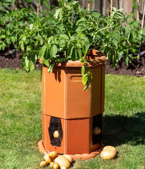 growing potato in wooden barrel