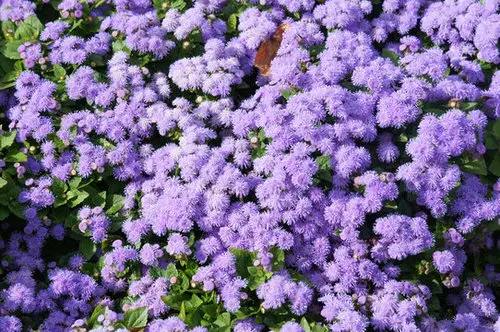 Flowers that Attract Butterflies 15