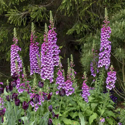 Varieties of Purple Flowers