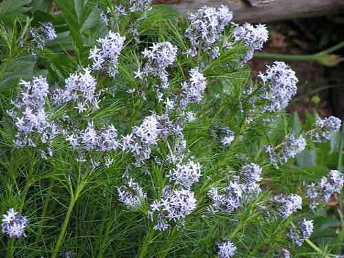 Flowers that Attract Butterflies 16