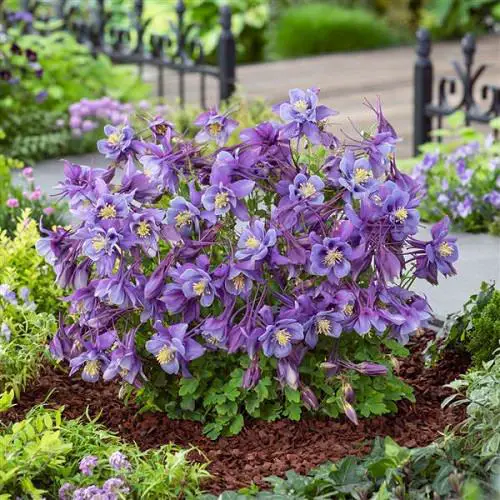 List of Flowers in Lavender and Purple Colours 